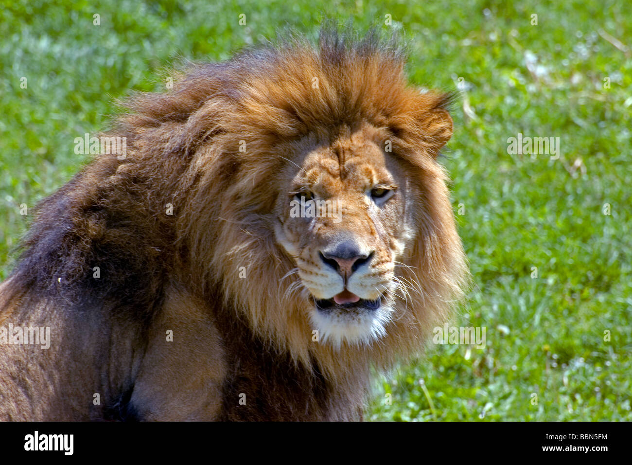Ein männlicher Löwe Stockfoto
