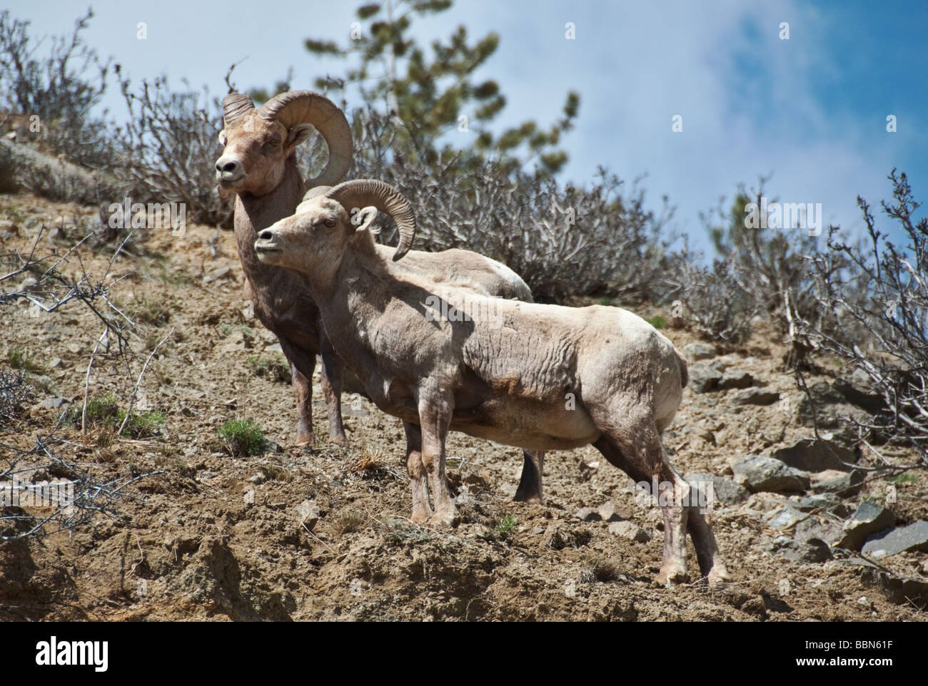 Colorado klar Creek Canyon Rocky Mountain Bighorn Schafe Ovis canadenis Stockfoto