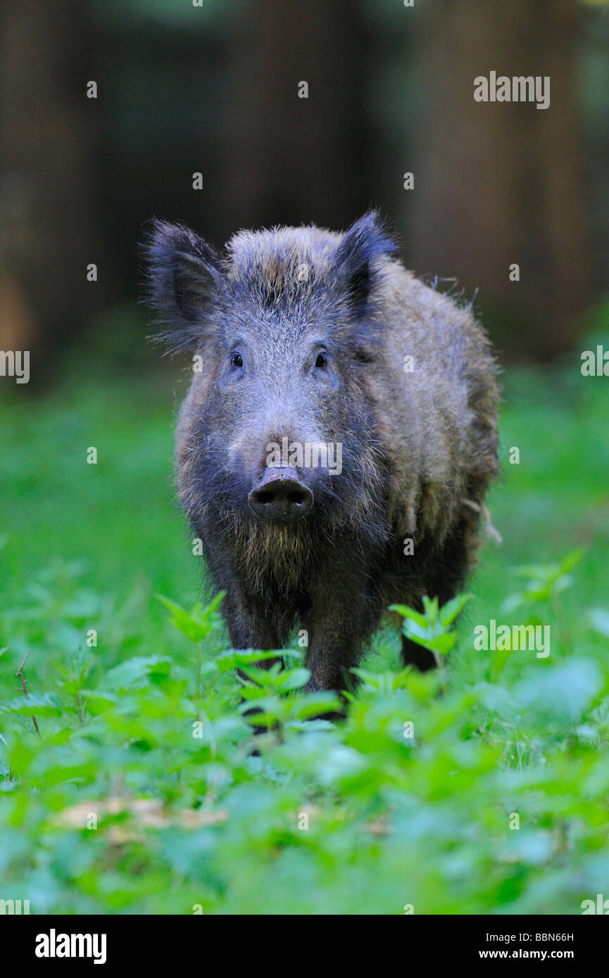 Wild Boar Sus Scrofa Male Fotos Und Bildmaterial In Hoher Aufl sung wild-boar-sus-scrofa-male-fotos-und-bildmaterial-in-hoher-aufl-sung