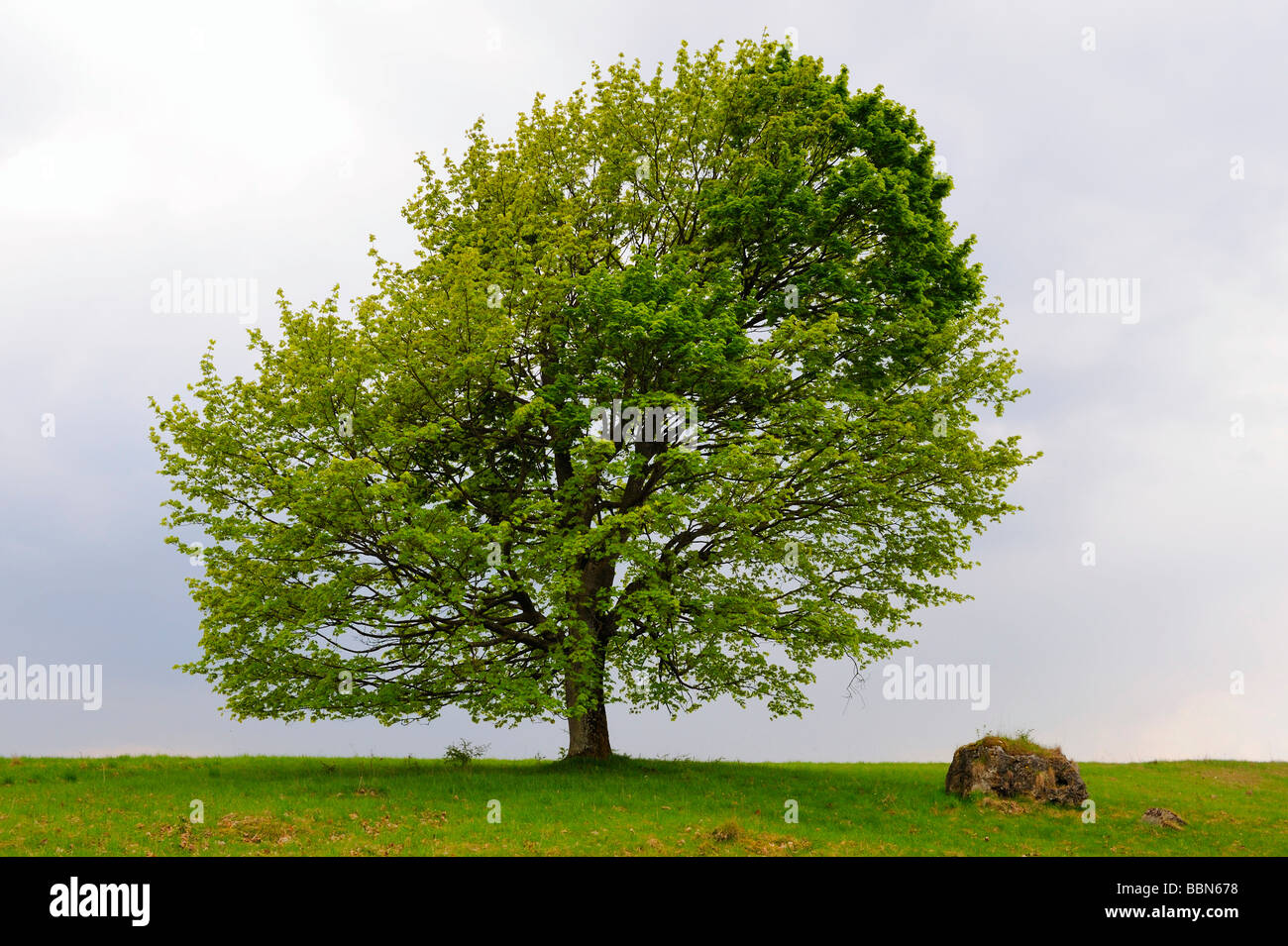 Feldahorn (Acer Campestre) Stockfoto