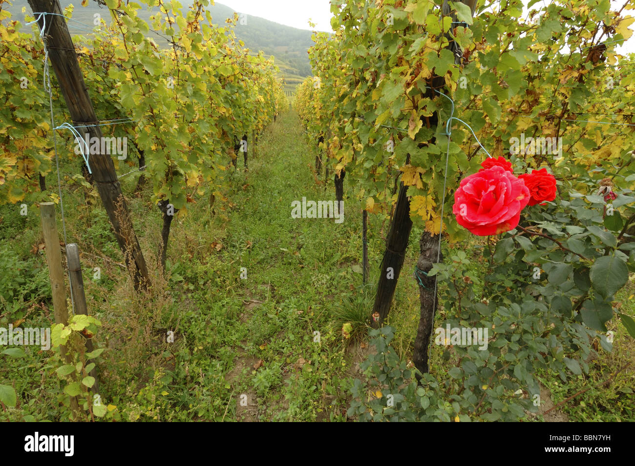 Ein Weinberg rose Busch dienen als Früherkennung von Krankheiten  Stockfotografie - Alamy