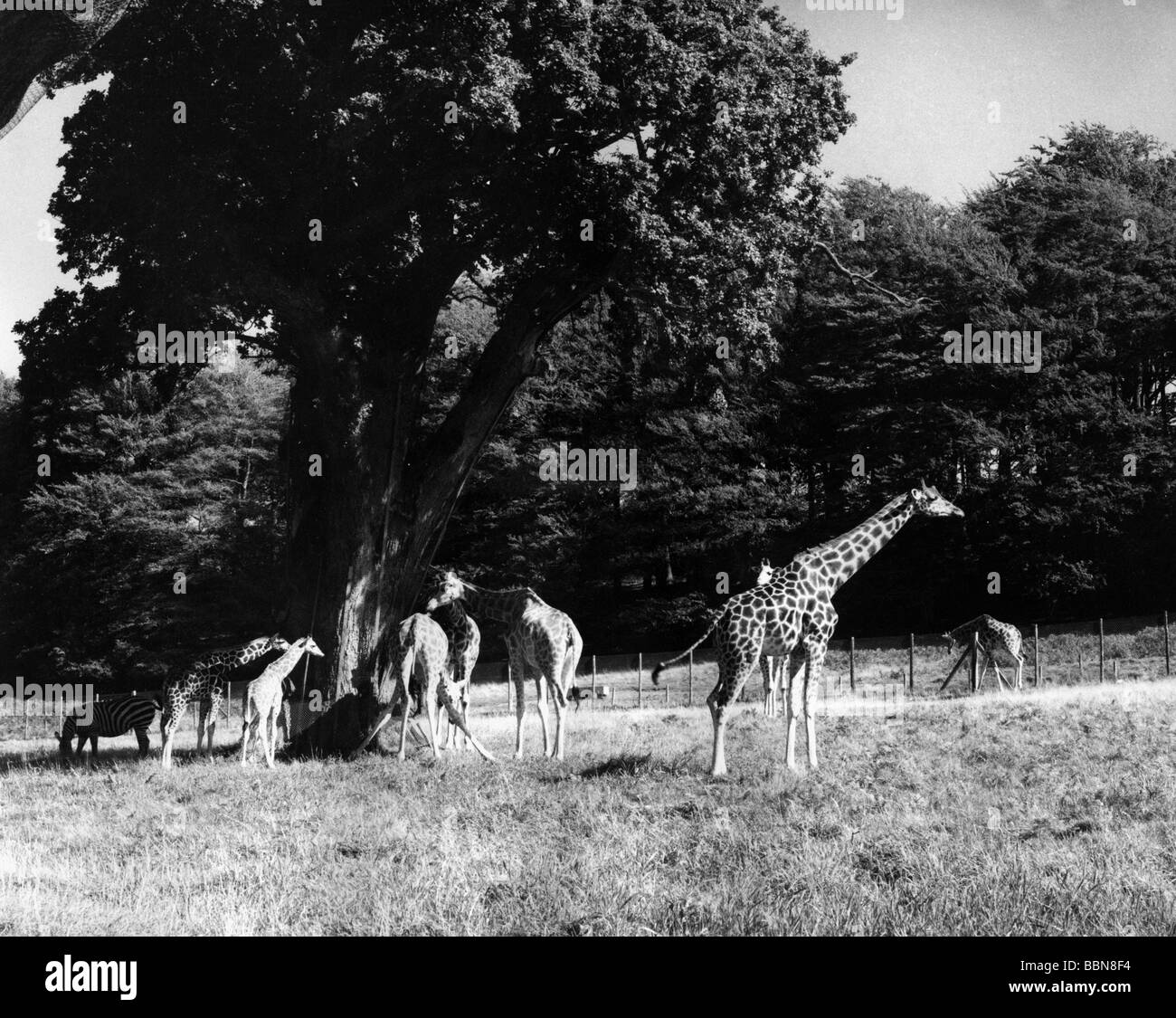 Zoologie/Tiere, Säugetier/Säugetier, Giraffe (Giraffa camelopardalis), Wildreservat im Longleat House, Großbritannien, 1960er Jahre, Stockfoto