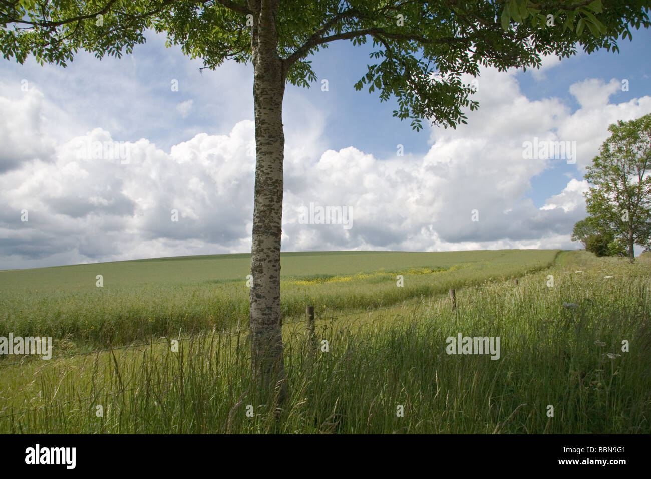 Wiltshire Landschaft mit Bäumchen im Frühsommer: UK Juni 2009 Stockfoto
