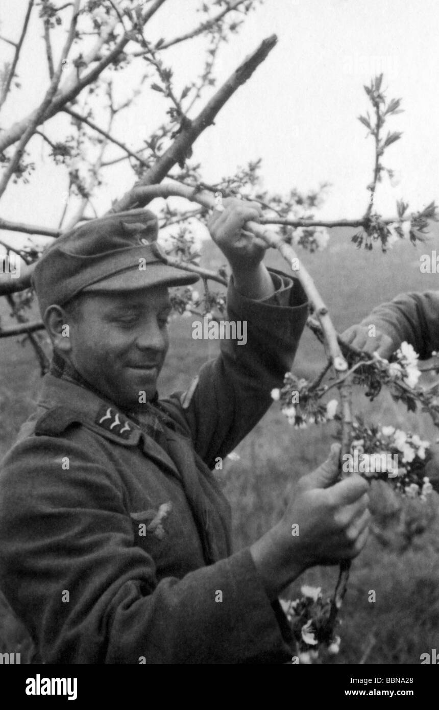 Ereignisse, Zweiter Weltkrieg / Zweiter Weltkrieg, Russland 1944 / 1945, Krim, Sewastopol, deutscher Luftwaffensoldat Baumblüten zupft, 30.4.1944, Ostfront, UdSSR, Wehrmacht, 20. Jahrhundert, historisch, historisch, Sowjetunion, Soldaten, Frühling, Blumen, Uniform, Uniformen, vierziger Jahre, Menschen, Stockfoto