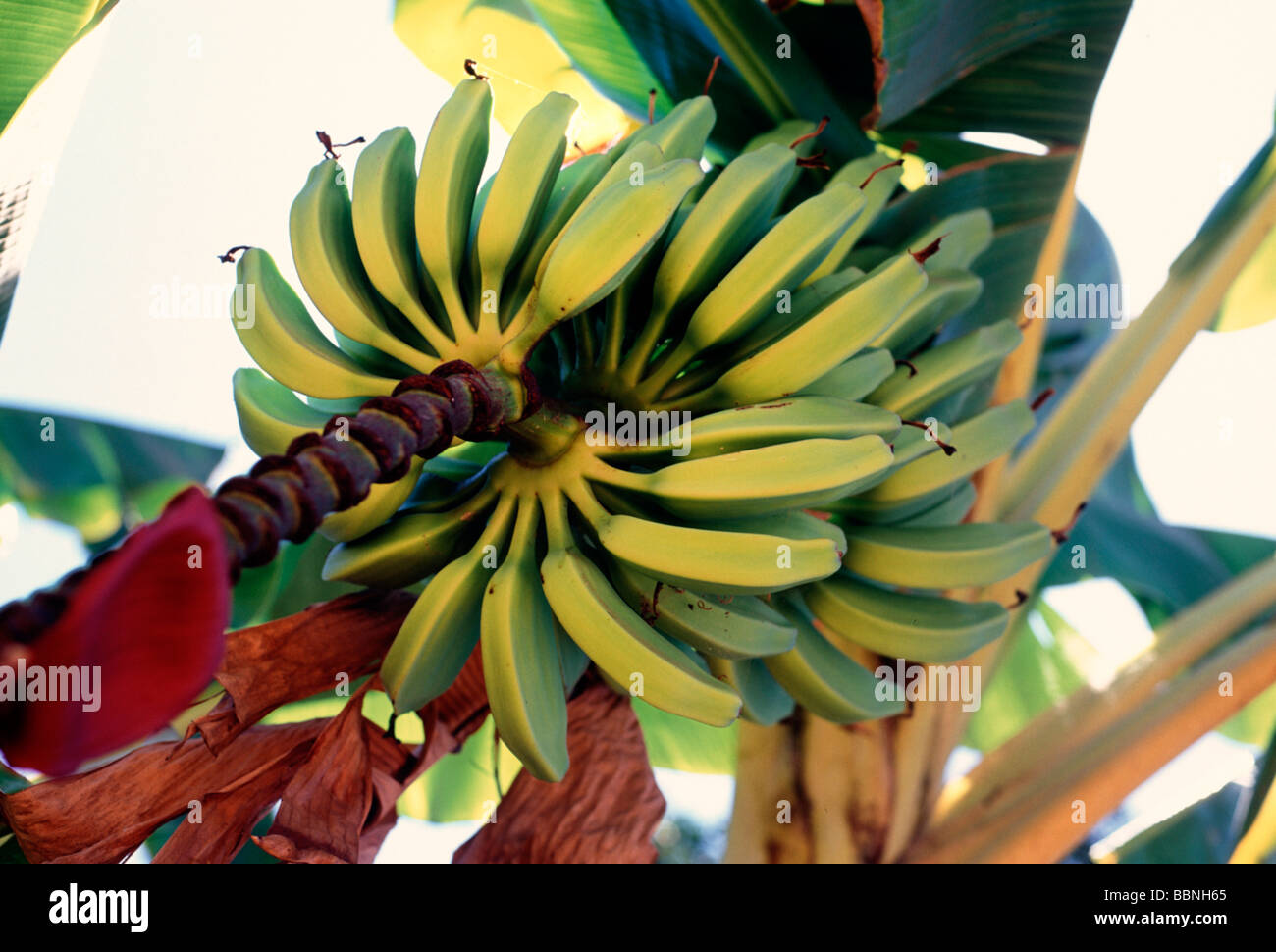 Bananen wachsen auf eine Bananenstaude Stockfoto