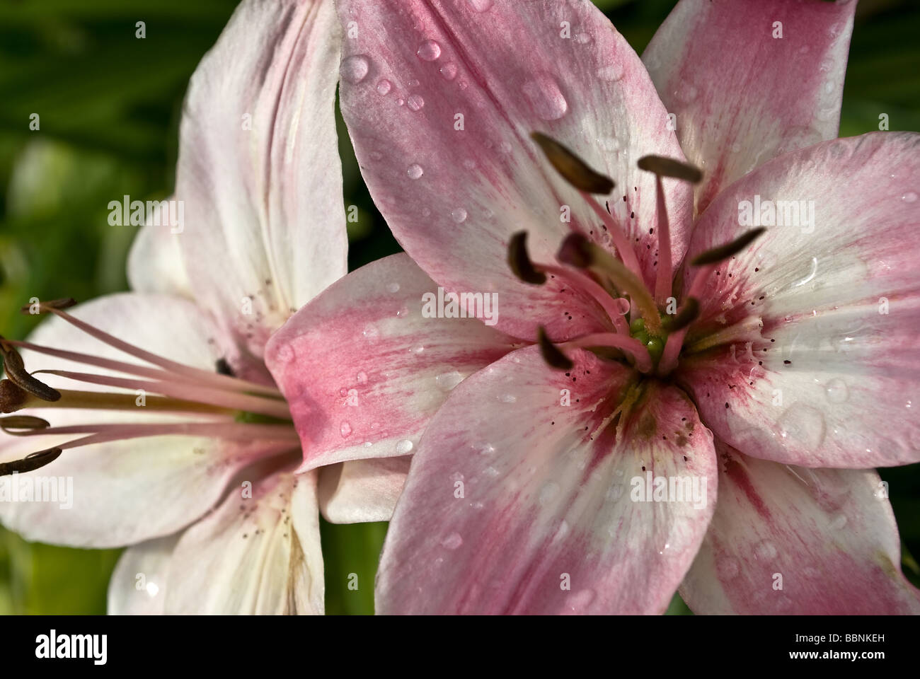 schöne Blume Lilie Stockfoto