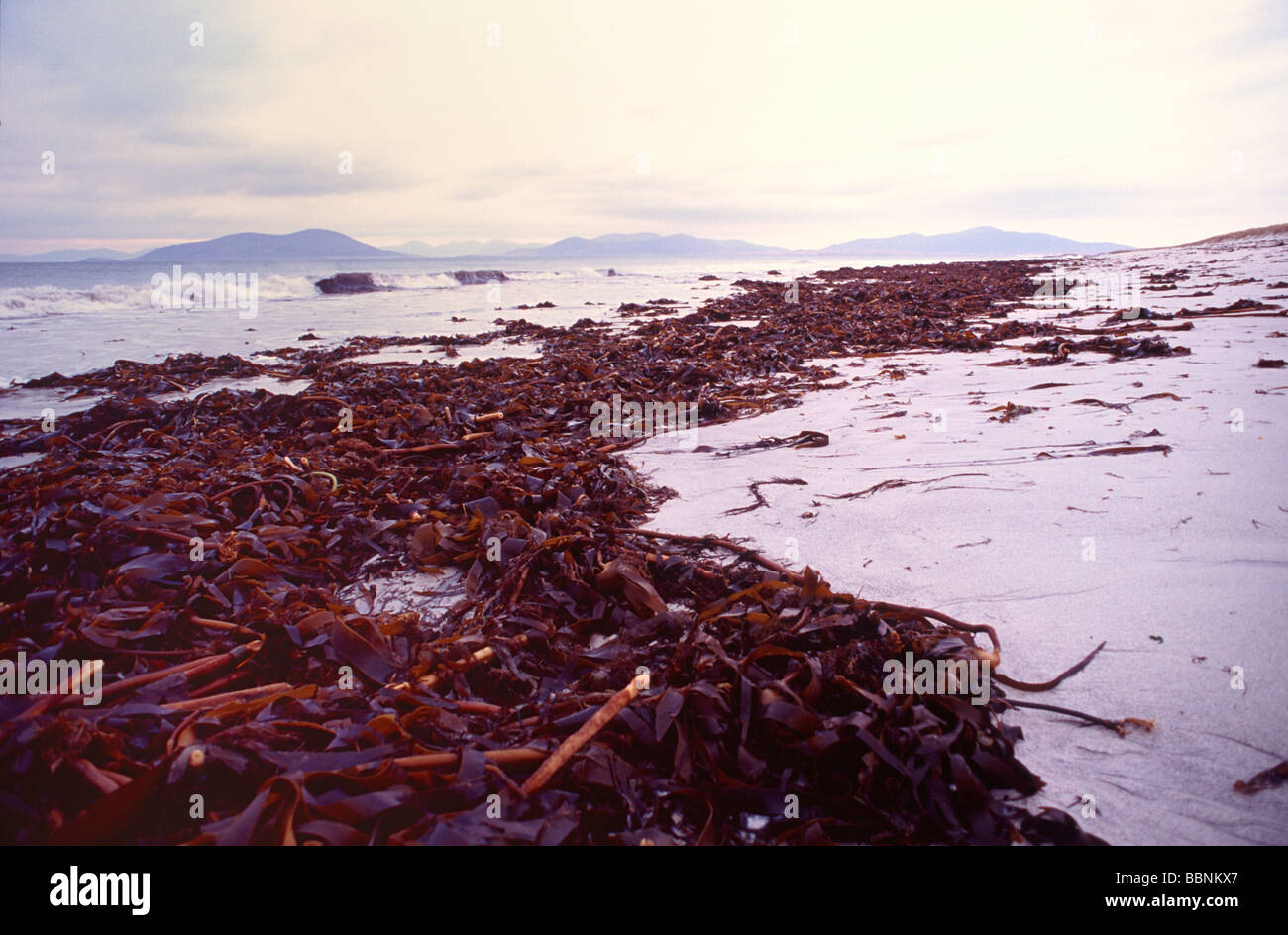 Brown Kelp nach einem Sturm an abgelegenen Strand gespült Stockfoto