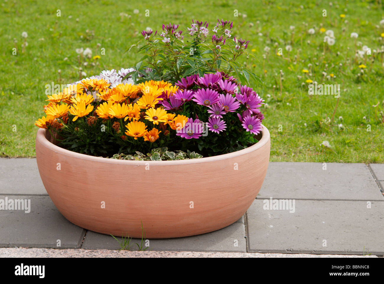 Osteospermum Blumen im container Stockfoto