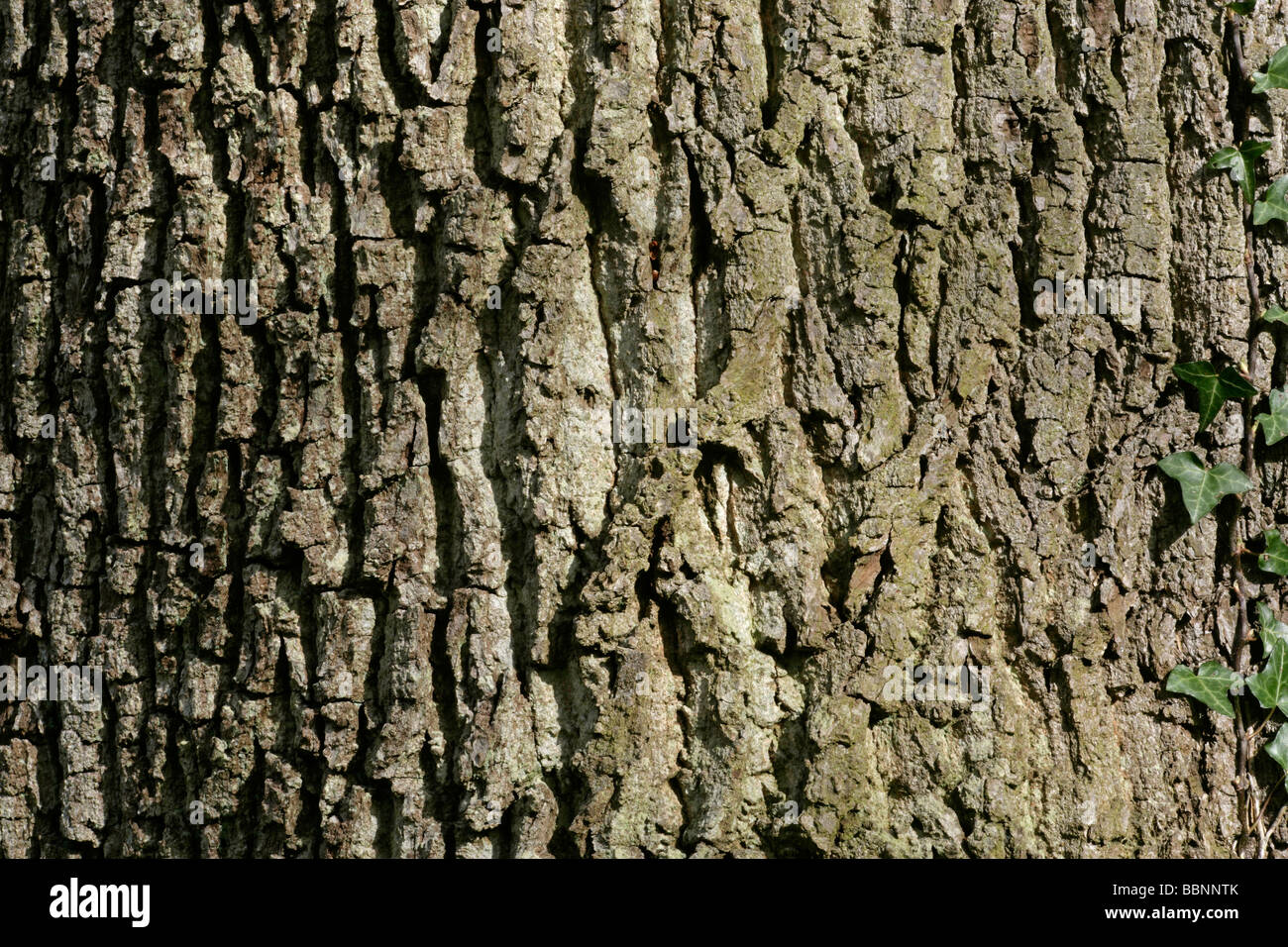 Rinde von den englischen Eiche Quercus Robur Stockfoto