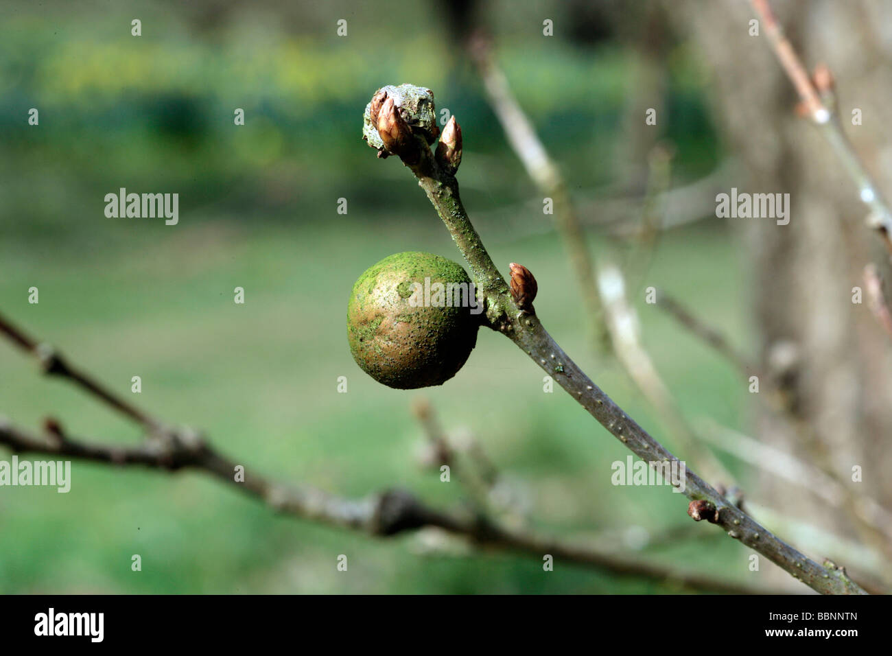 Auf einer Eiche Zweig Gall Stockfoto