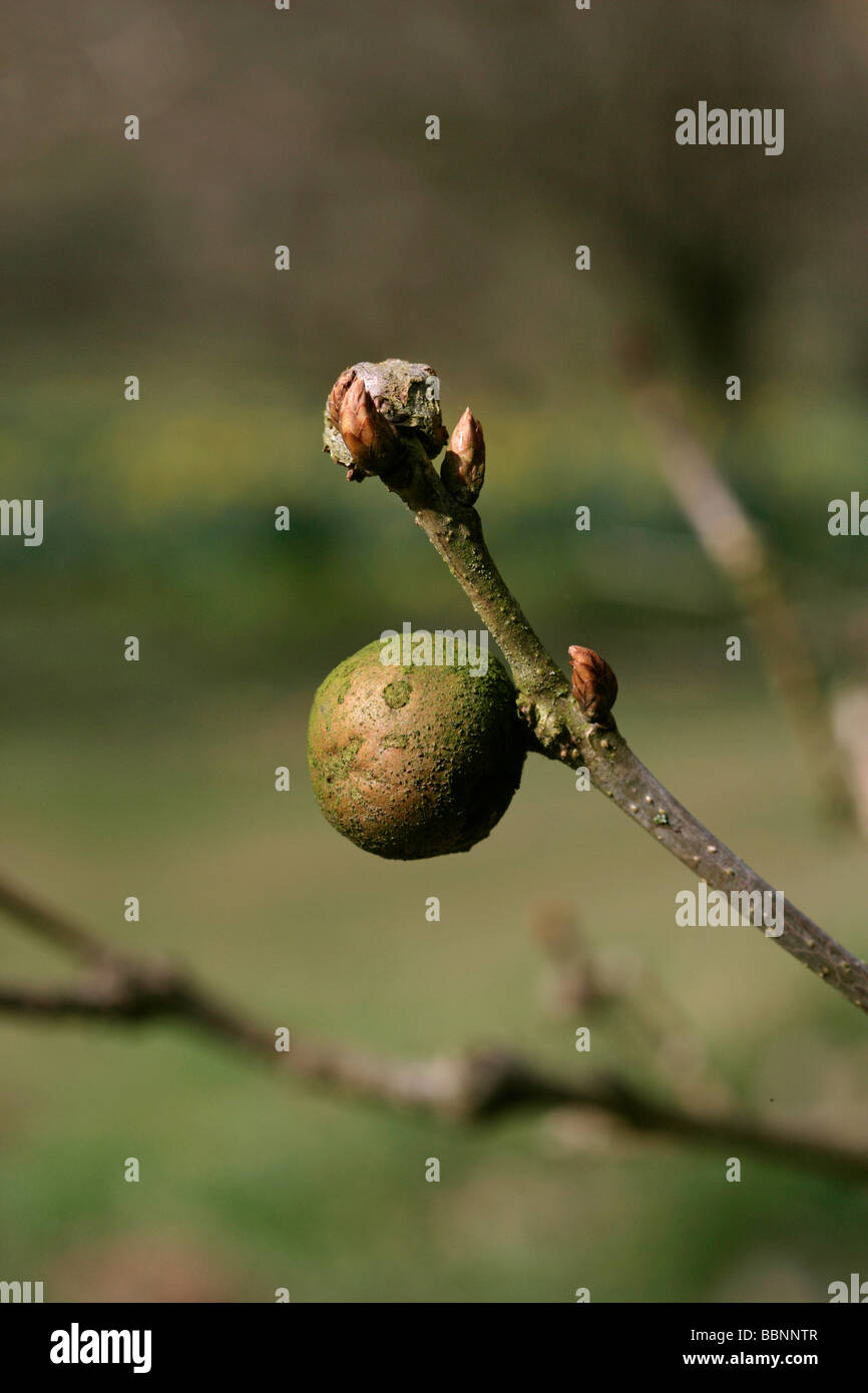 Eiche Abschürfung auf einem Zweig Stockfoto