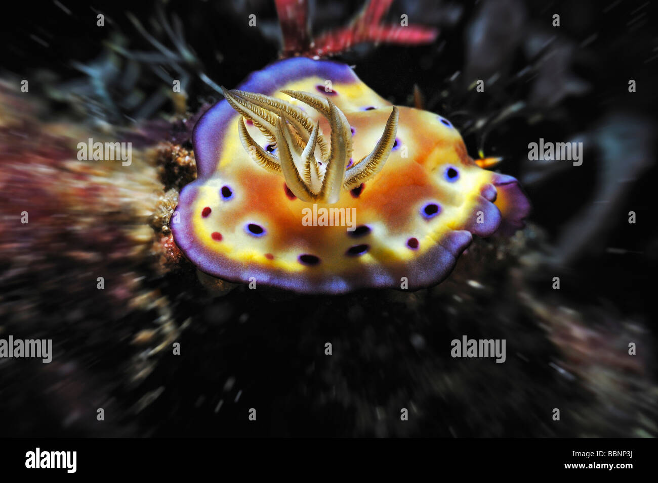 Indonesien, Komodo, Leopard Chromodoris (Chromodoris pardalis), Nahaufnahme Stockfoto