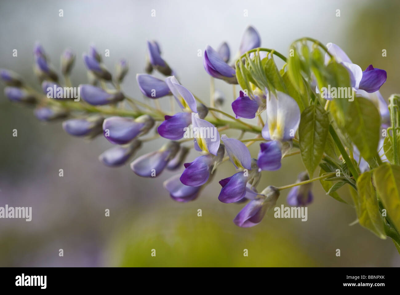 SOFT CLOSE-UP OF WISTERIA FLORIBUNDA DOMINO Stockfoto