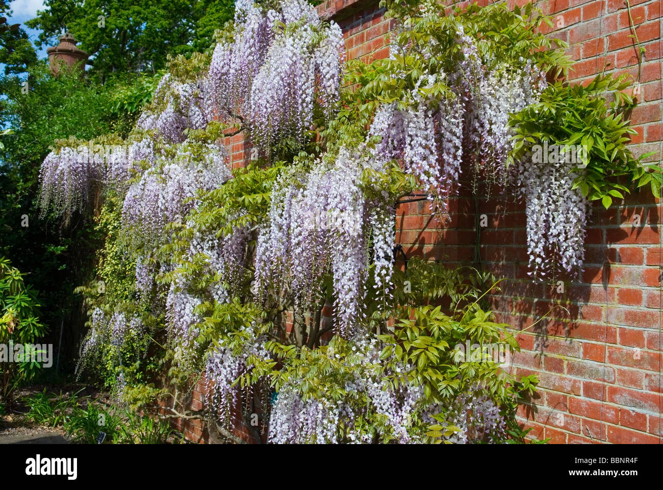 WISTERIA FLORIBUNDA KUCHI-BENI AUSGEBILDET ENTLANG EINER MAUER Stockfoto