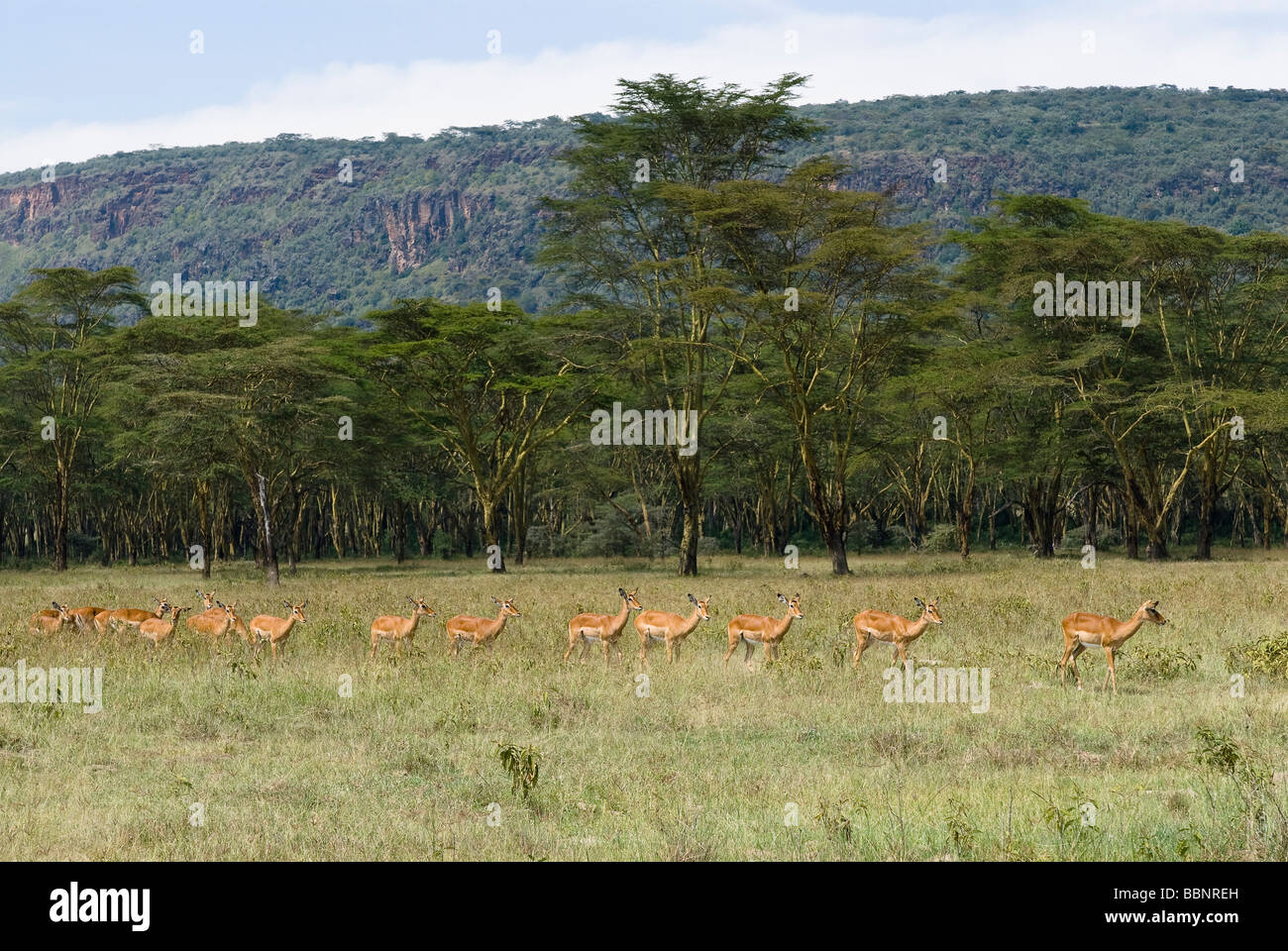 Herde von weiblicher Impalas in einer Linie Aepyceros Melampus NAKURU Nationalpark Kenia in Ostafrika Stockfoto