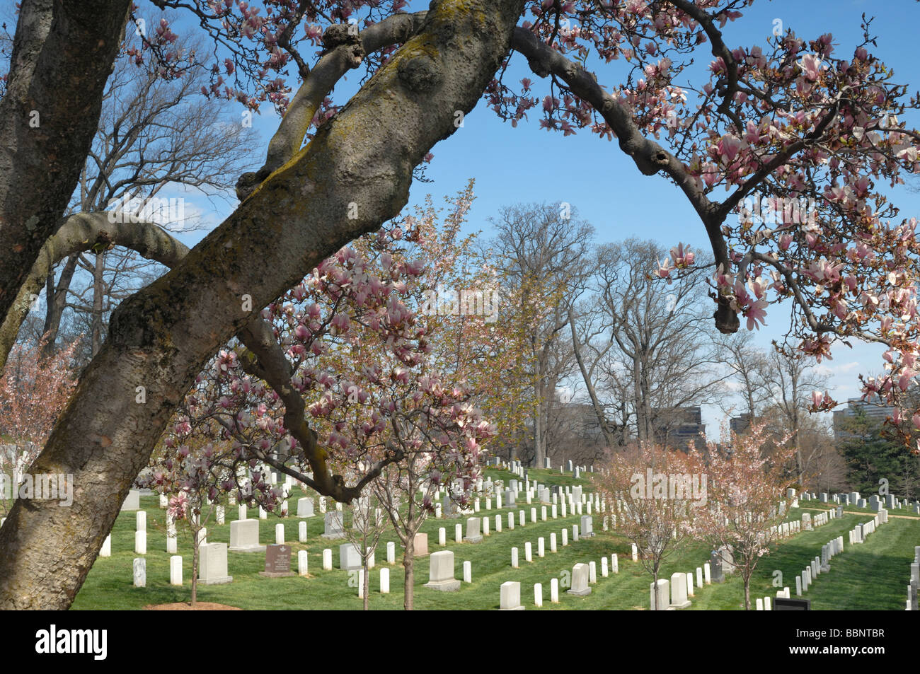 Arlington Friedhof Virginia USA Stockfoto