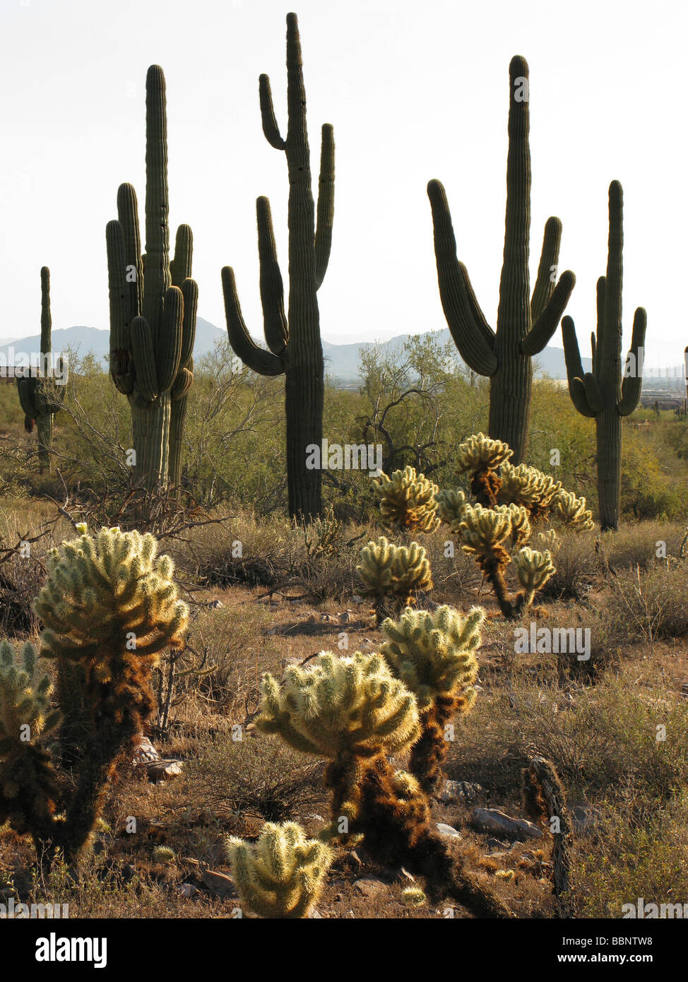 Wüste-Symbol, Saugaro Kaktus stehend, im Portrait. Stockfoto