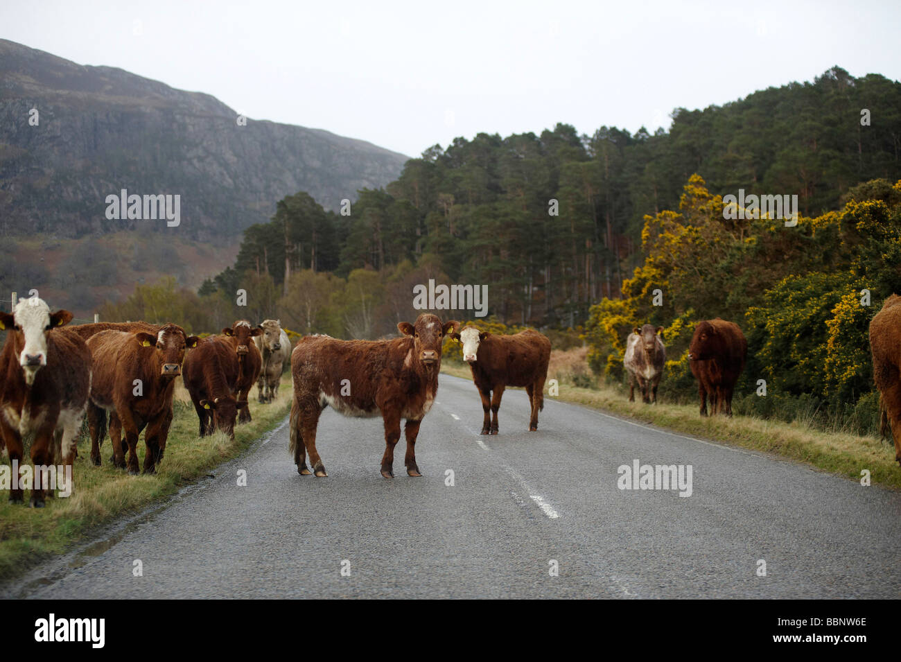 Kuhherde auf der Straße Dundonnell. Wester Ross, nördlichen Schottland an der Nordküste 500 route Stockfoto