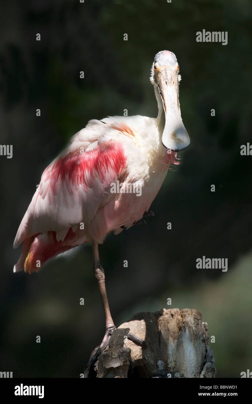 Rosige Löffler - Platalea ajaja Stockfoto