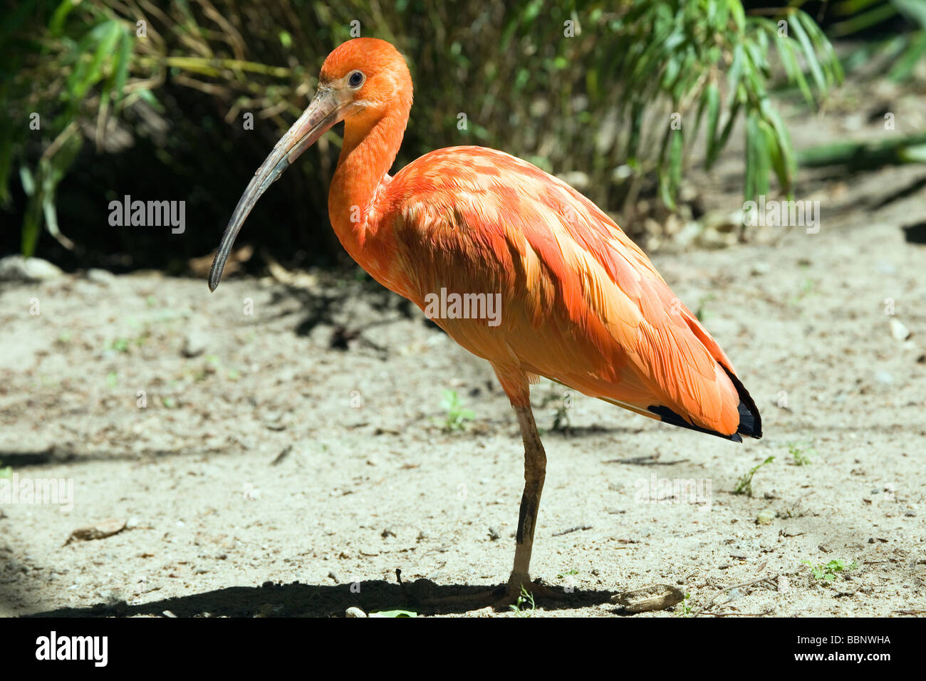 Scarlet Ibis - Eudocimus ruber Stockfoto