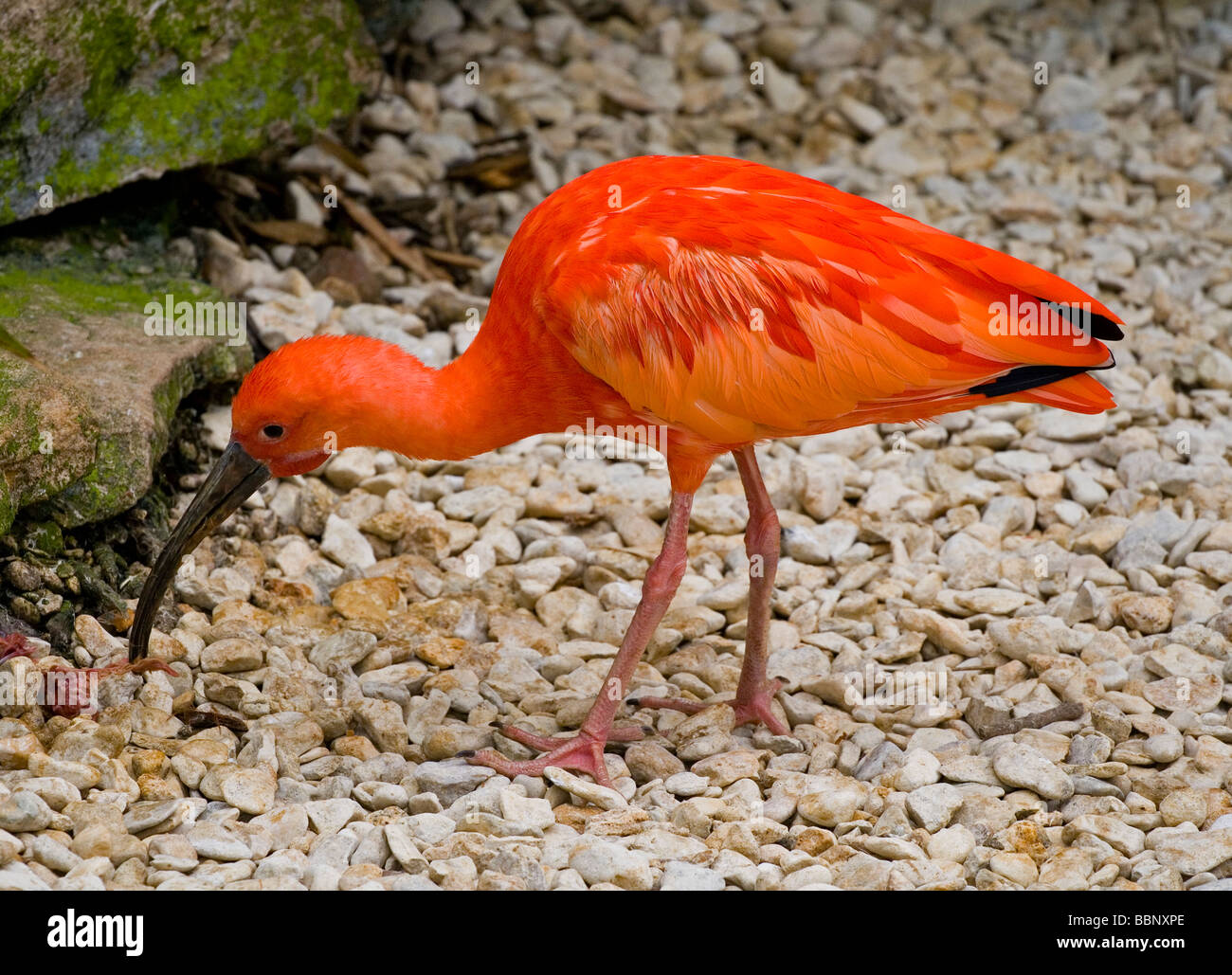 Das Scarlet Ibis (Eudocimus Ruber) ist eine Art von Ibis, die bewohnt tropische Südamerika sowie Trinidad und Tobago Stockfoto