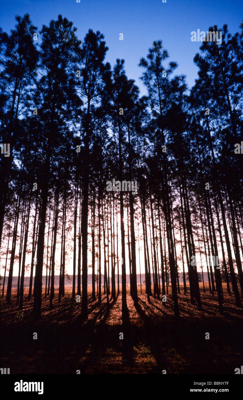 Baum-Landwirtschaft Stockfoto