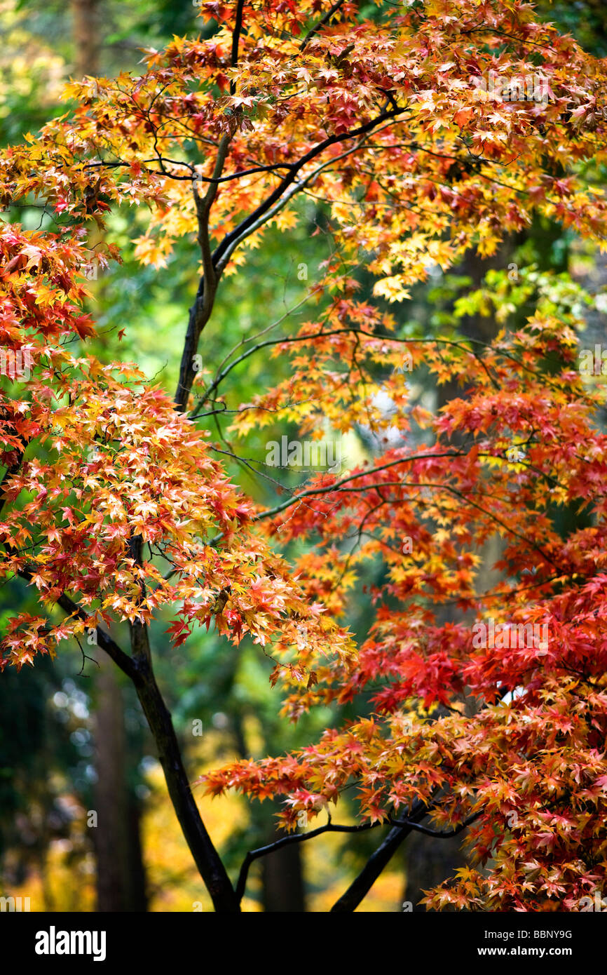 Acer Palmatum 'Osakasuki' Thorp Perrow Arboretum, Yorkshire Stockfoto
