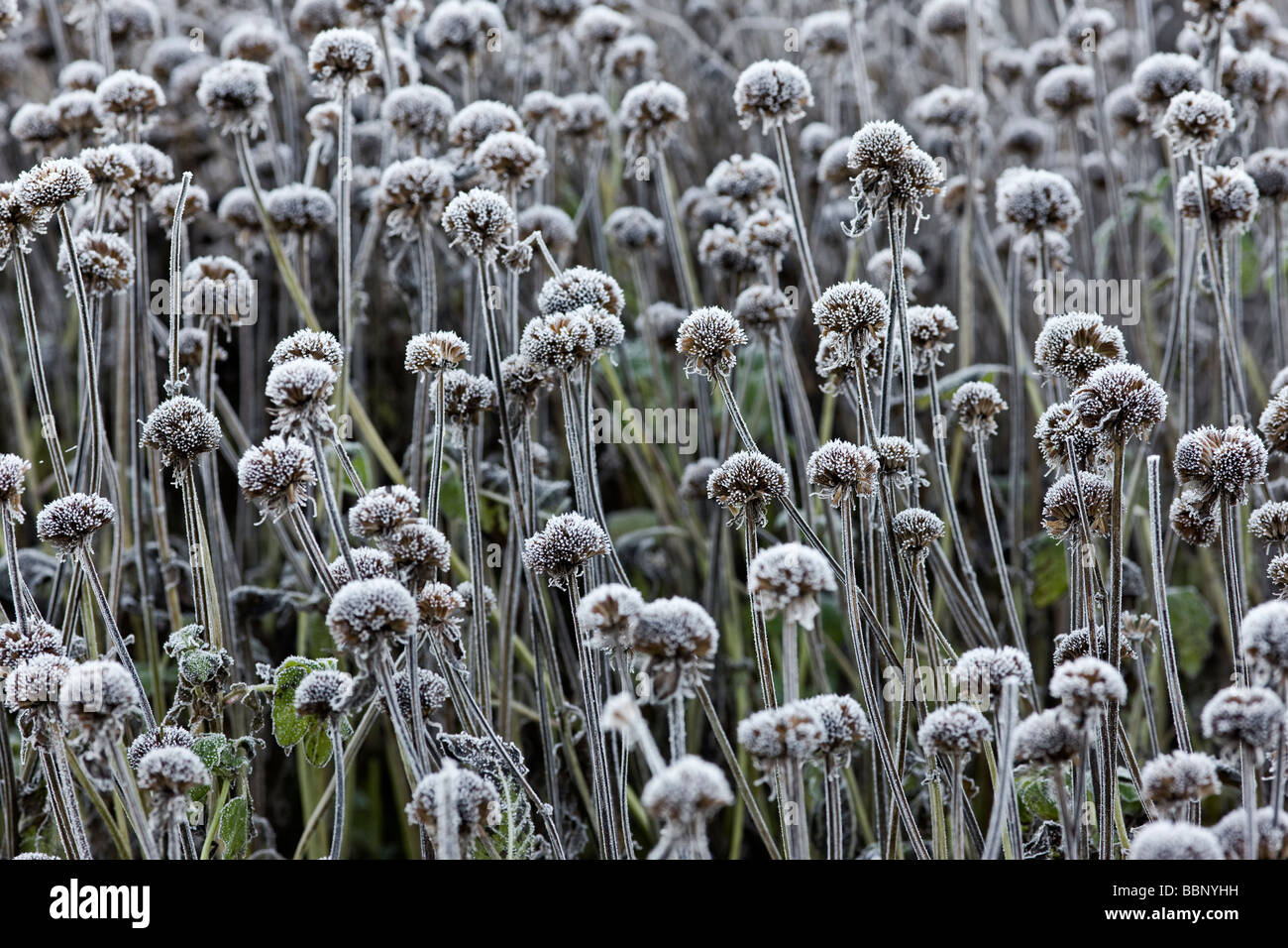 Toten Flowerheads von Monarda 'Gardenview Scarlet' mit frost Stockfoto