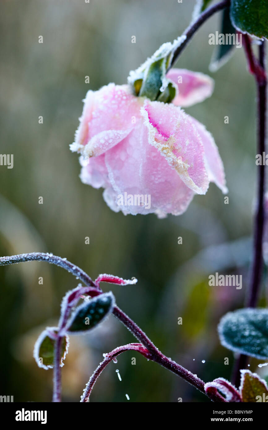 Frost bedeckt Rosa "Mortimer Sackler" Syn "Ausorts" Stockfoto