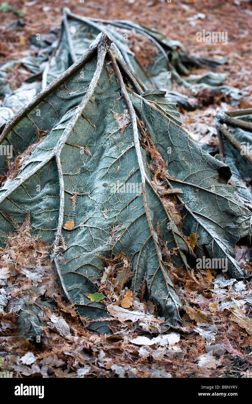 Invertiert Gunnera Blatt bietet Frostschutz für die ruhende Krone im winter Stockfoto