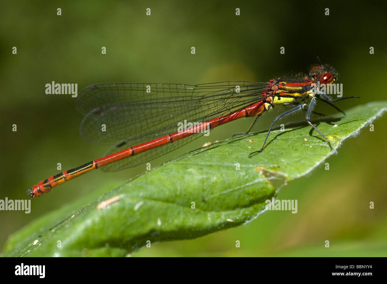 Männliche große rote Damselfly (Pyrrhosoma Nymphula) Stockfoto