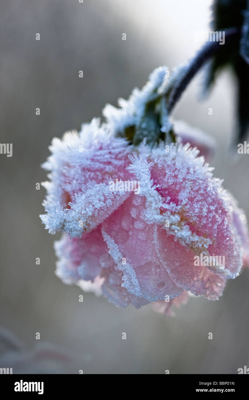 Frost bedeckt Rosa "Mortimer Sackler" Syn "Ausorts" Stockfoto