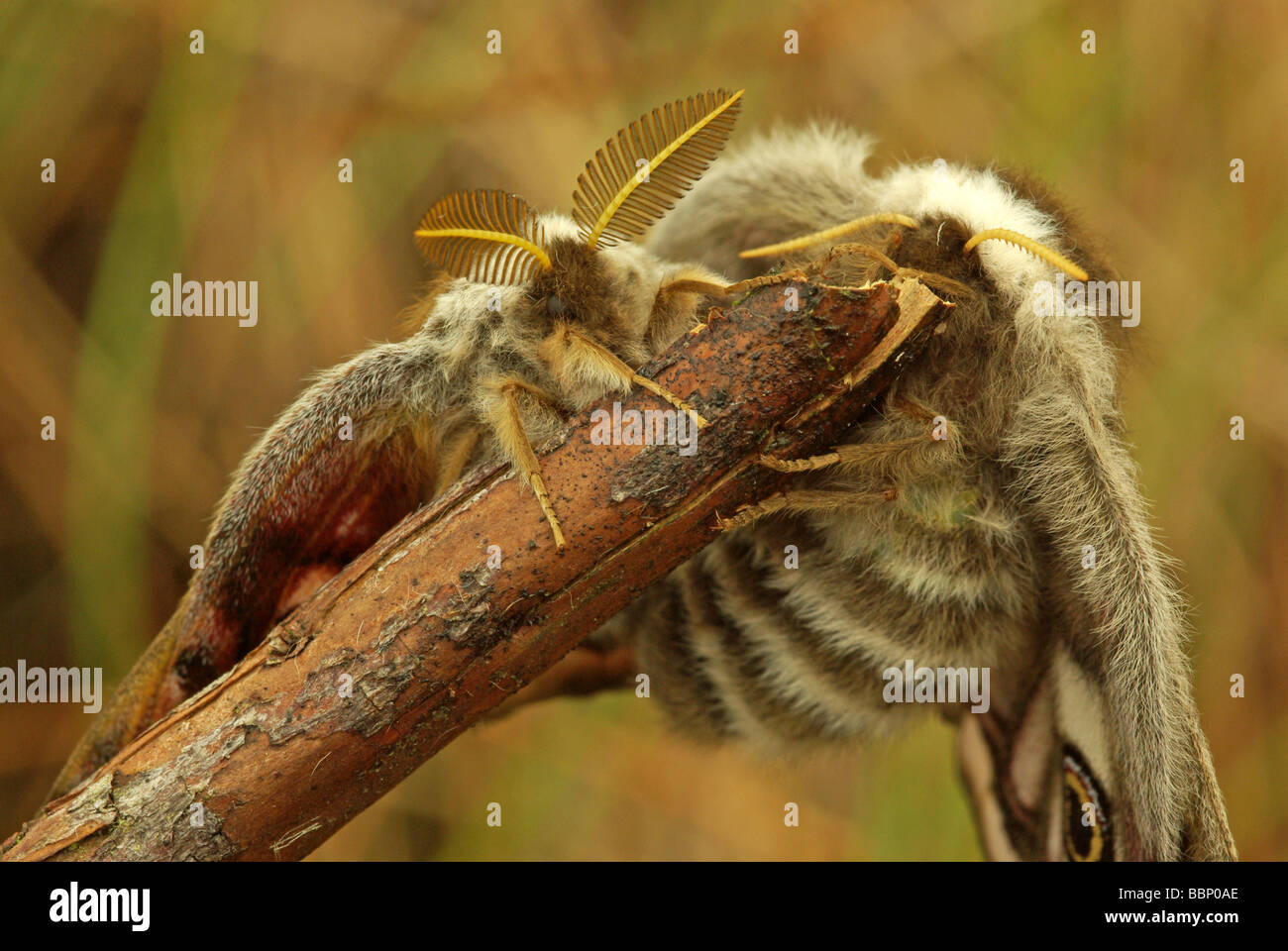 Paarung Kaiser Motten - Saturnia pavonia Stockfoto