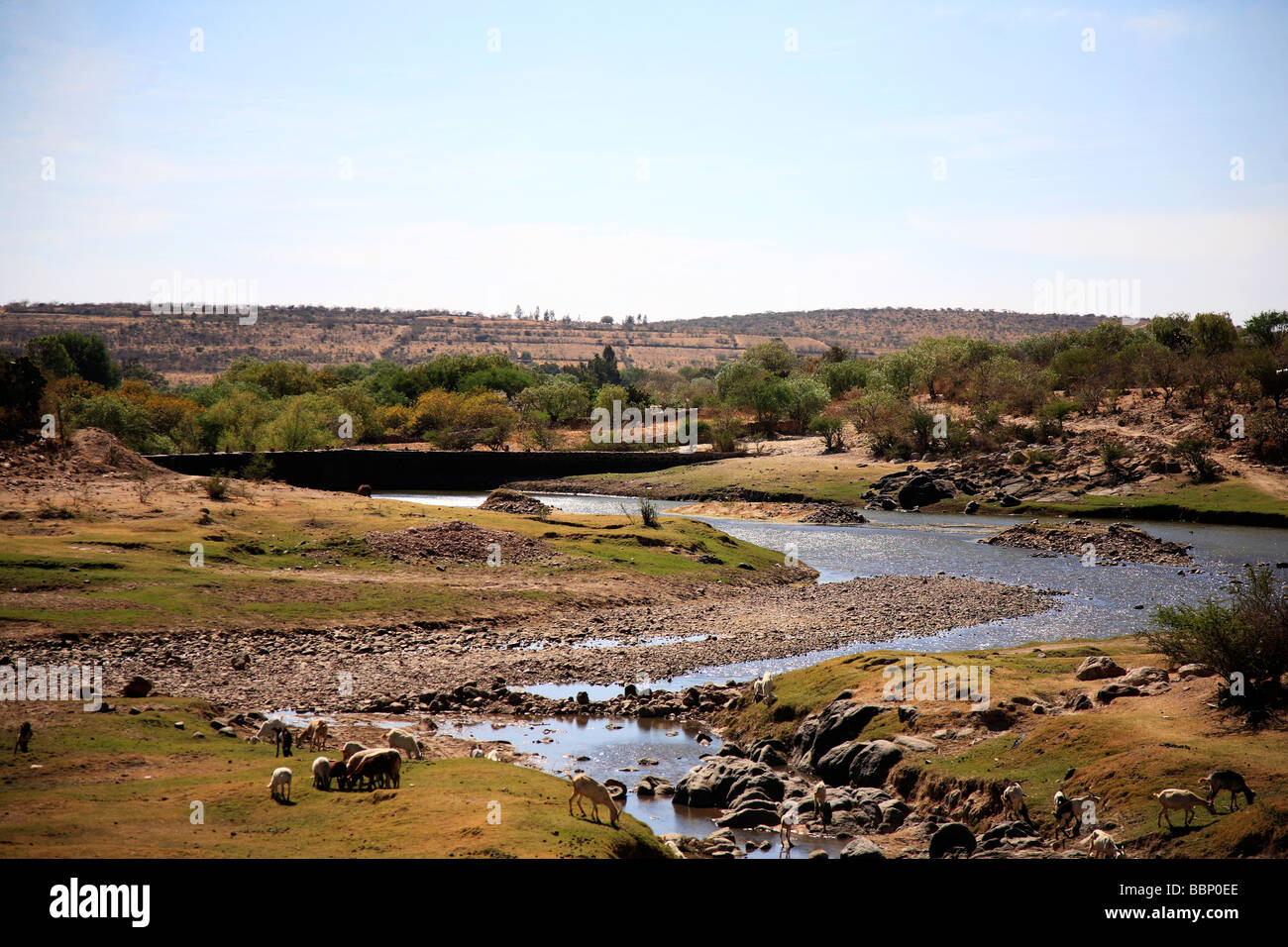 Landschaft Fluss mit Lämmer in einem nostalgischen Bild inspiriert Wildnis in Friedenstag beautyful Horizonte sonnig Stockfoto
