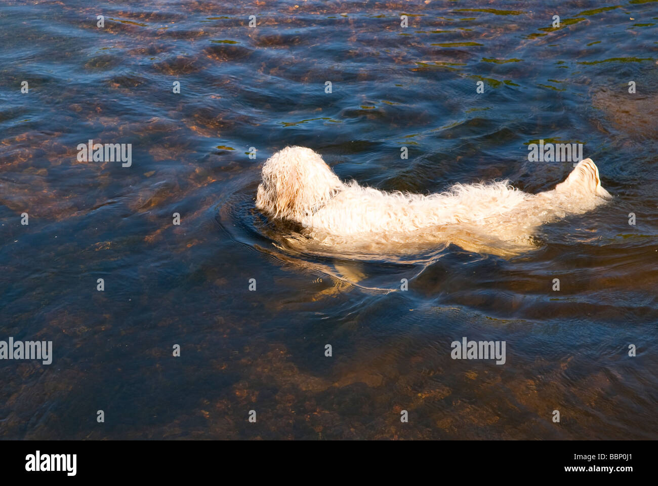 Ein weißer zottigen Hund im Fluss schwimmen und alle nass im Vereinigten Königreich auf einem feinen Sommertag Stockfoto