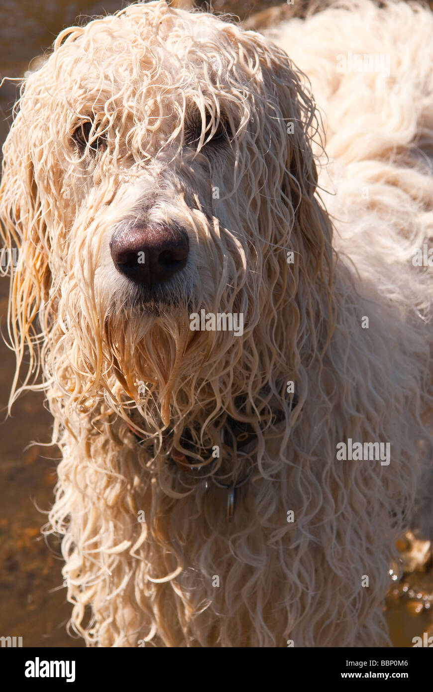 Ein nasse weiße langhaariger Hund schaut in die Kamera hautnah im Vereinigten Königreich Stockfoto