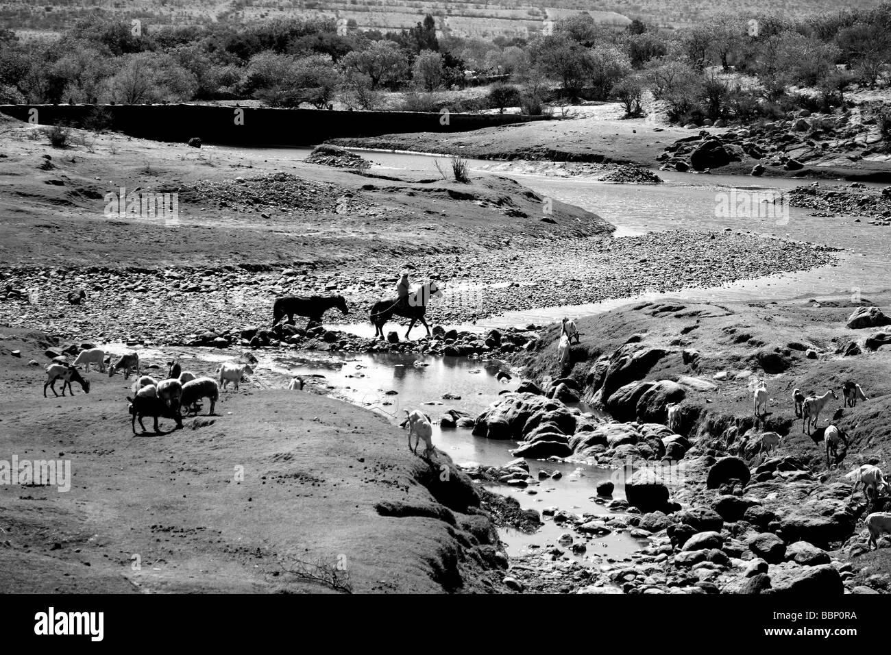 schwarze und weiße Landschaft Fluss mit Pferden in einem nostalgischen Bild Kreuzung inspiriert Wildnis in Ruhe beautyful Horizonte Stockfoto