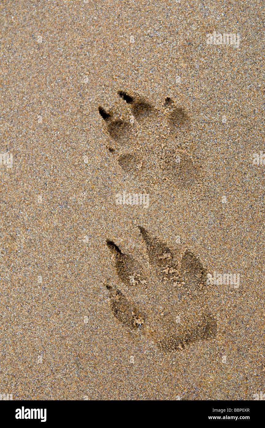 Hund Pfotenabdrücke im Sand in Dornoch Beach, Ostküste, Sutherland, Schottland Stockfoto