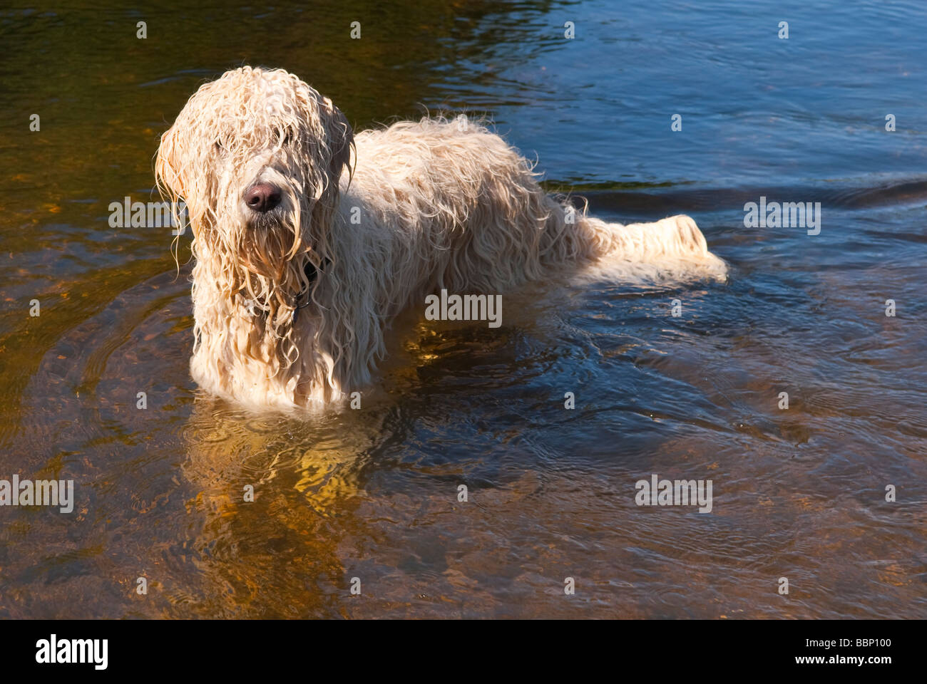 Ein weißer zottigen Hund im Fluss schwimmen und alle nass im Vereinigten Königreich auf einem feinen Sommertag Stockfoto