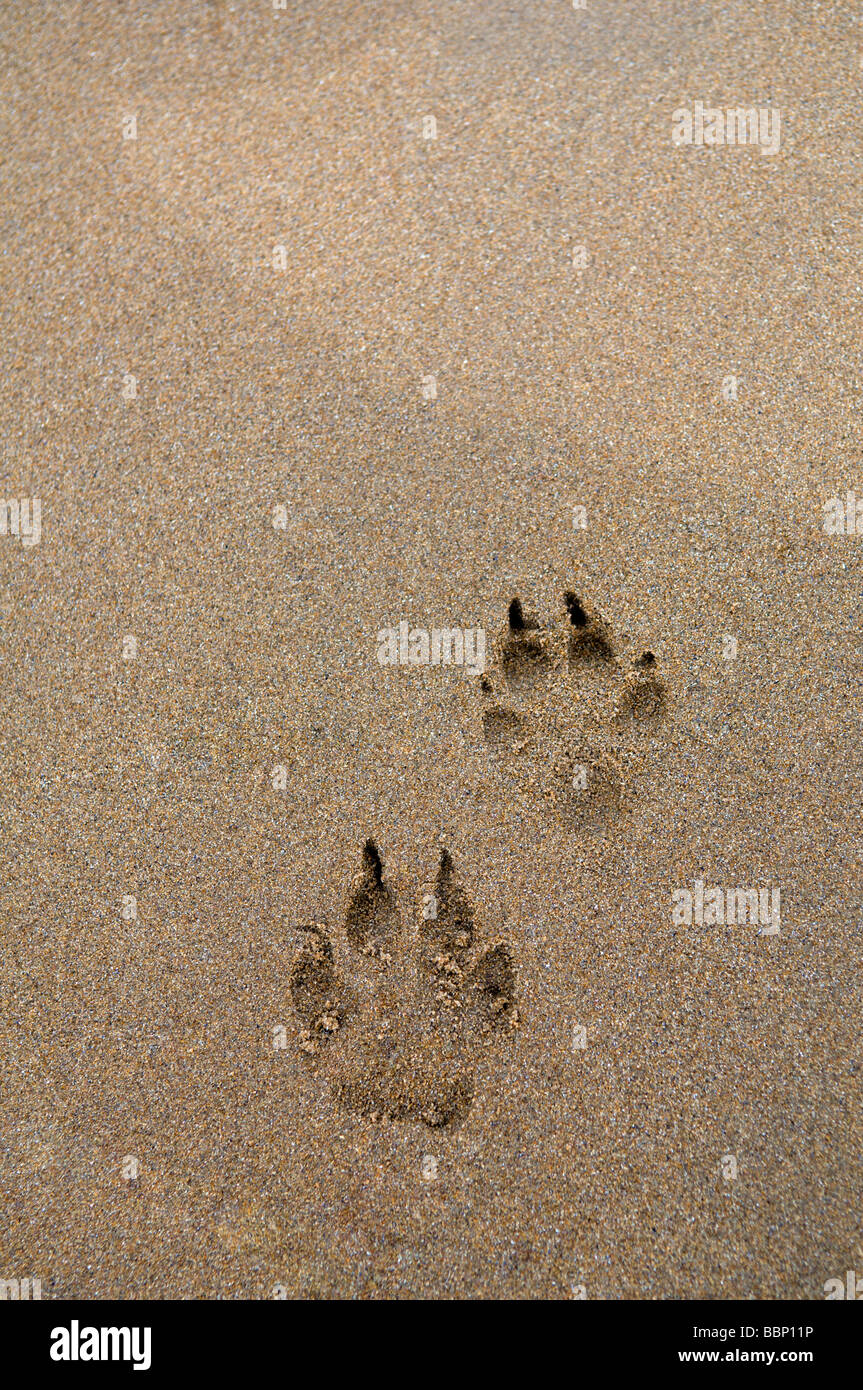 Hund Pfotenabdrücke im Sand in Dornoch Beach, Ostküste, Sutherland, Schottland Stockfoto