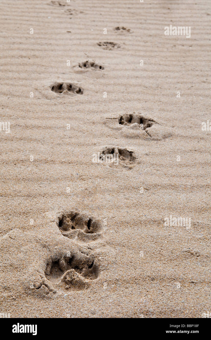 Hund Pfotenabdrücke im Sand in Dornoch Beach, Ostküste, Sutherland, Schottland Stockfoto