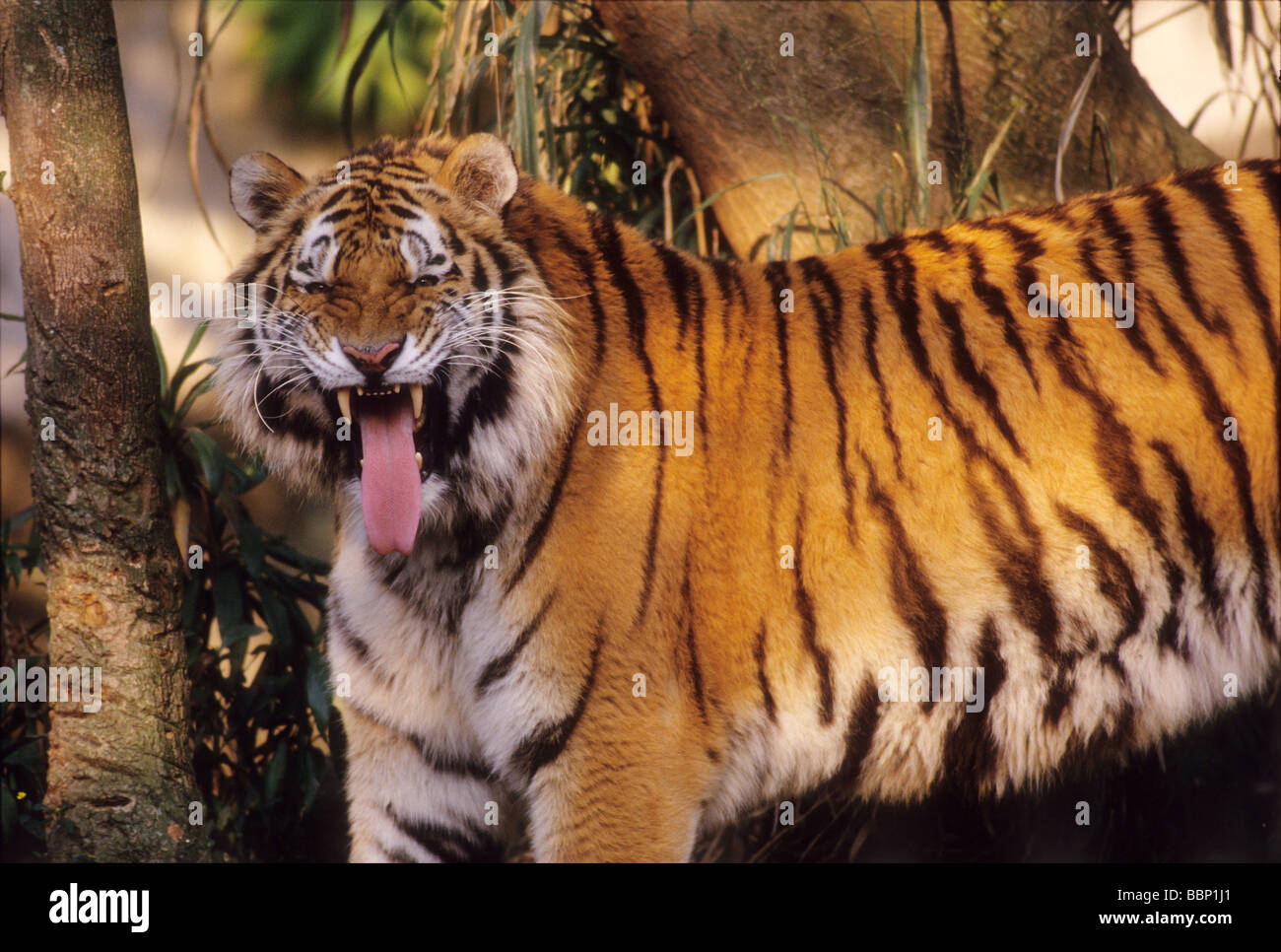 Tiger sind wohl das größte Mitglied der Familie der Katzen auf dem Planeten leben in Asien. Stockfoto