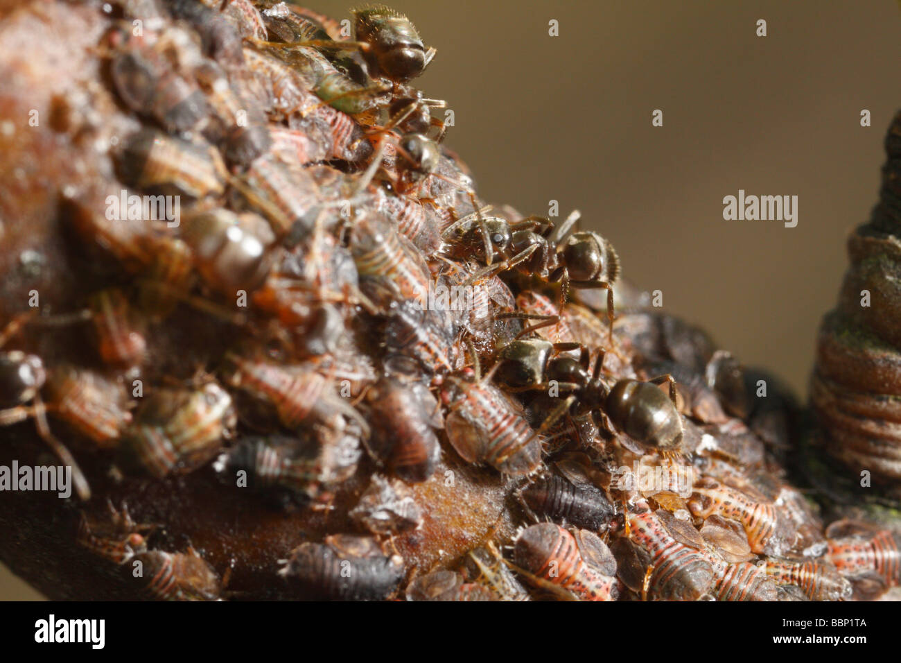 Cacopsylla Pyri (Birne Psylla, Europäische Birne Sauger), von schwarzen Garten Ameisen (Lasius Niger) gepflegt. Das sind die Honigtau ernten Stockfoto
