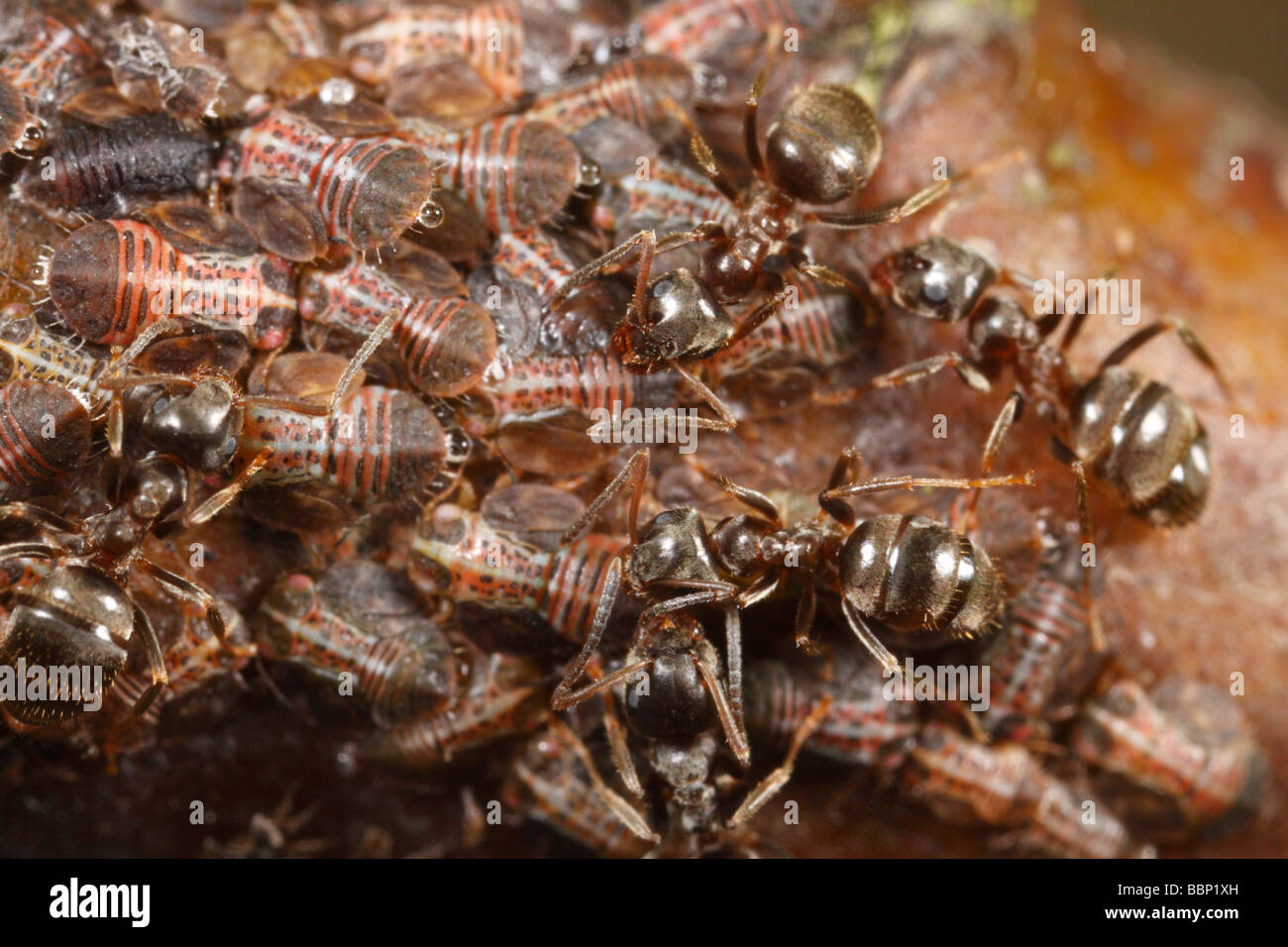 Cacopsylla Pyri (Birne Psylla, Europäische Birne Sauger), von schwarzen Garten Ameisen (Lasius Niger) gepflegt sind die Honigtau ernten. Stockfoto