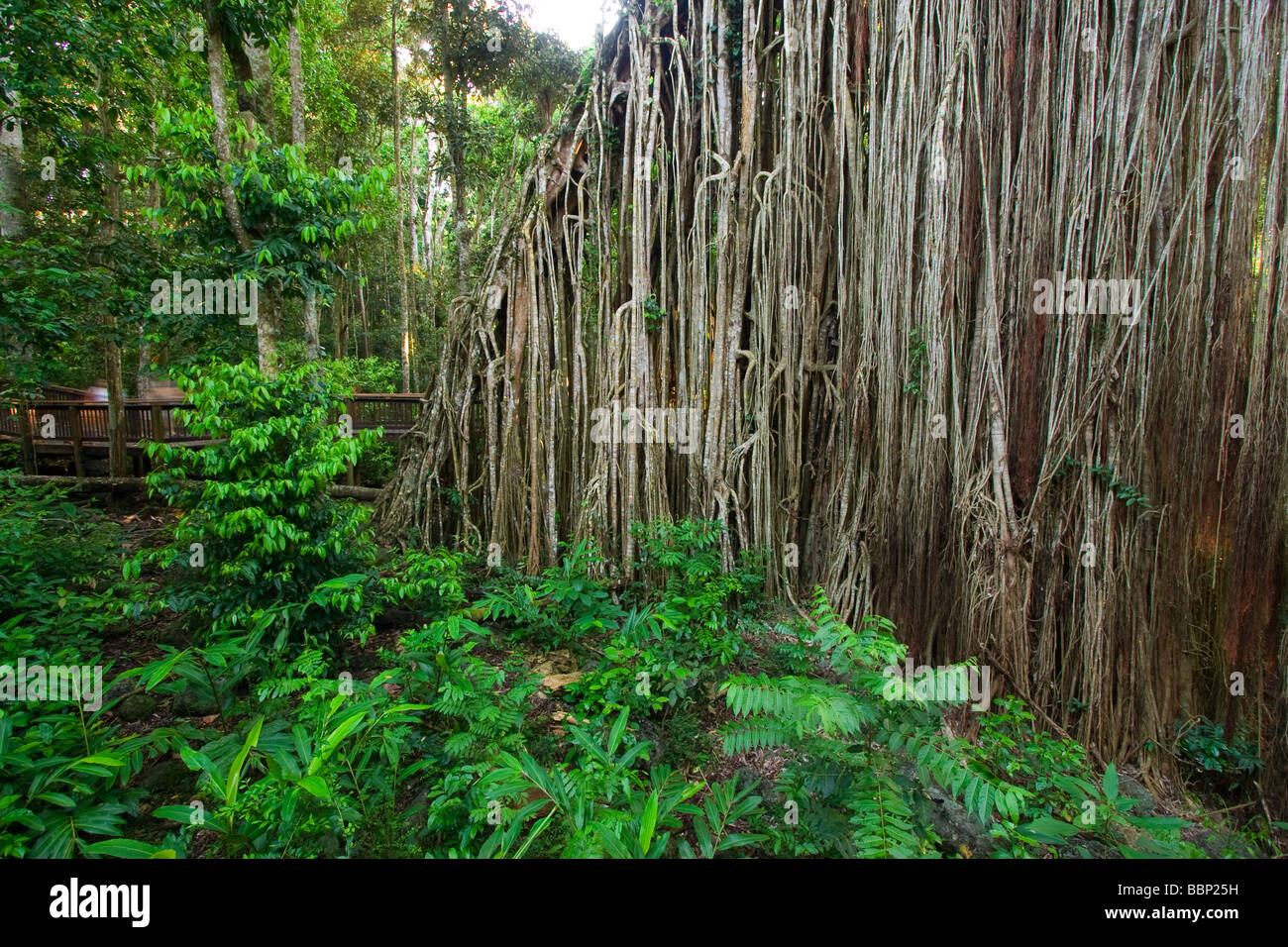 Der Curtain Fig Tree am Rande der kleinen Stadt Yungaburra gehört zu North Queensland s berühmten Touristenattraktionen Stockfoto