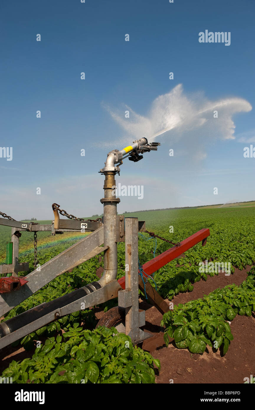 Bewässerung Kartoffelernte mit Bewässerungssystem Kelso Scottish Borders Stockfoto