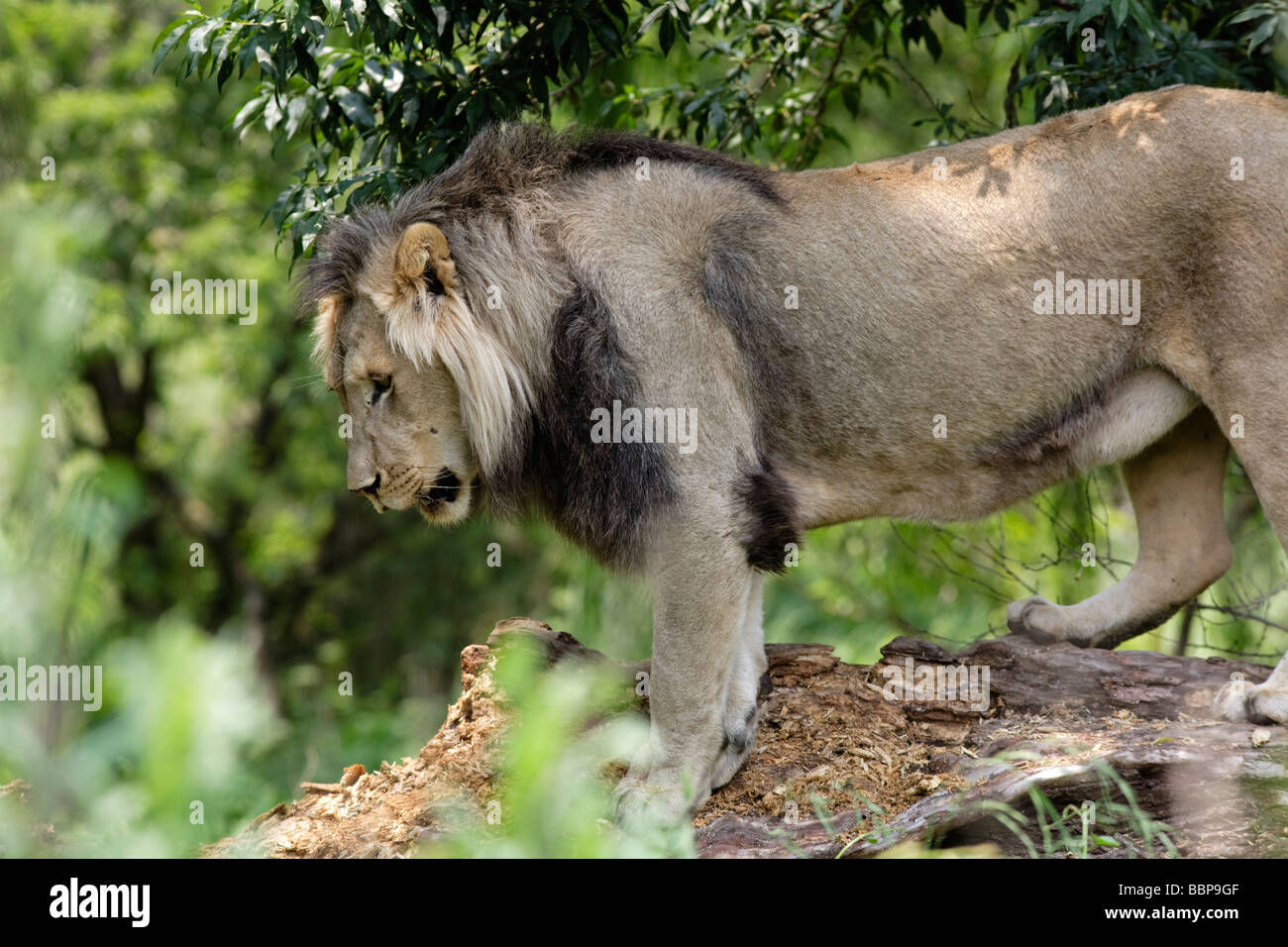 Abstieg auf einem Baumstamm im Kruger Park Afrika Löwe Stockfoto