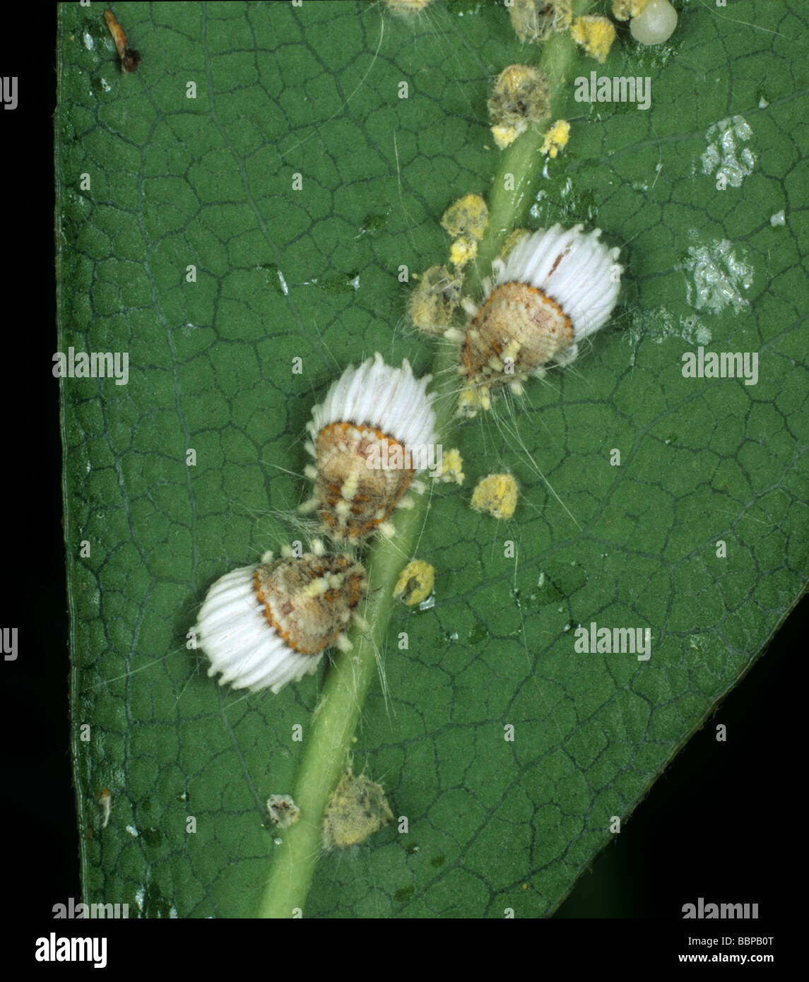 Cottony Kissen Icerya purchasi Maßstab Erwachsene und Jugendliche auf einem Citrus Blatt Stockfoto