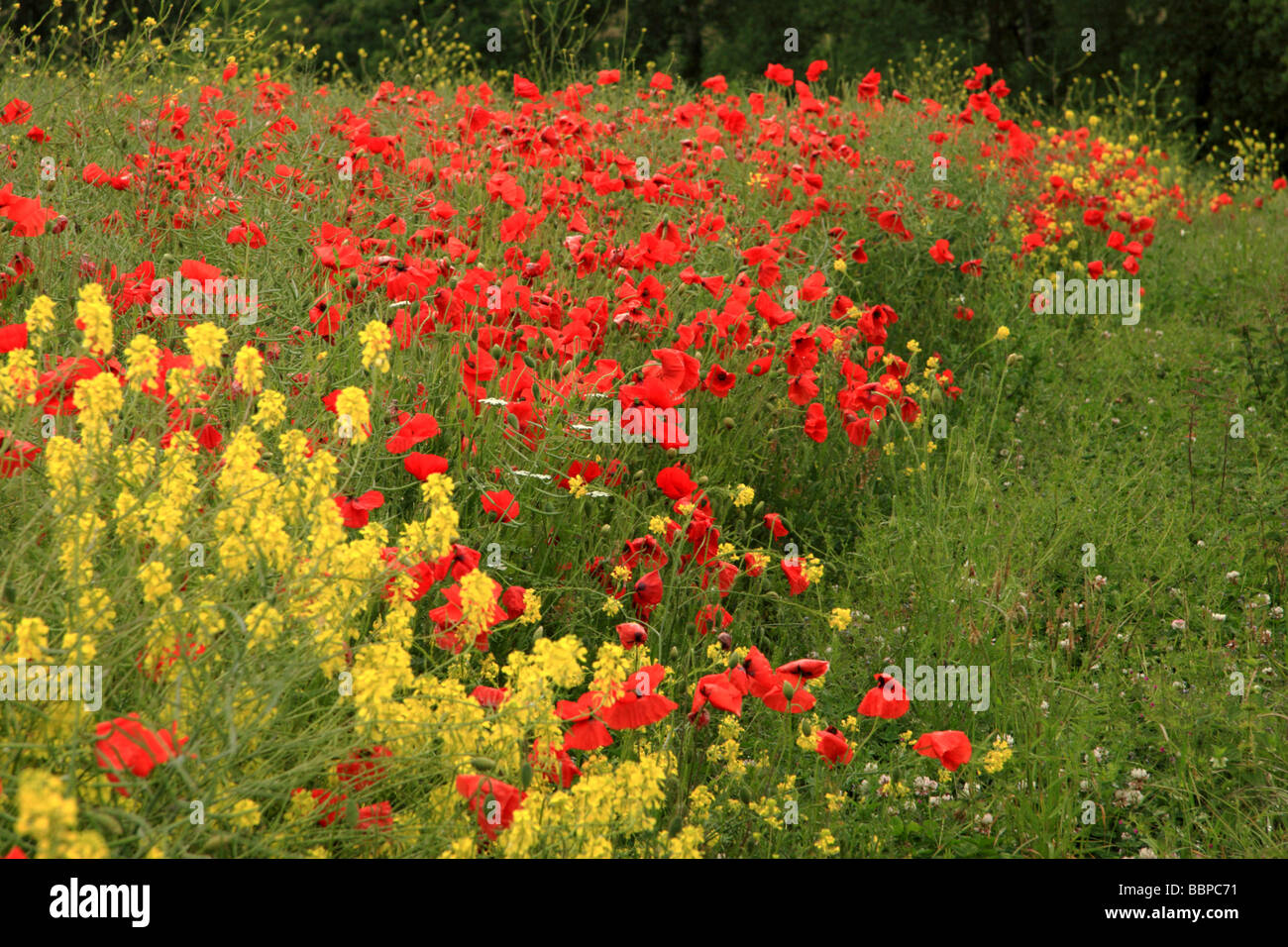 Ein Feld mit Mohn und Raps Blumen gefüllt Stockfoto