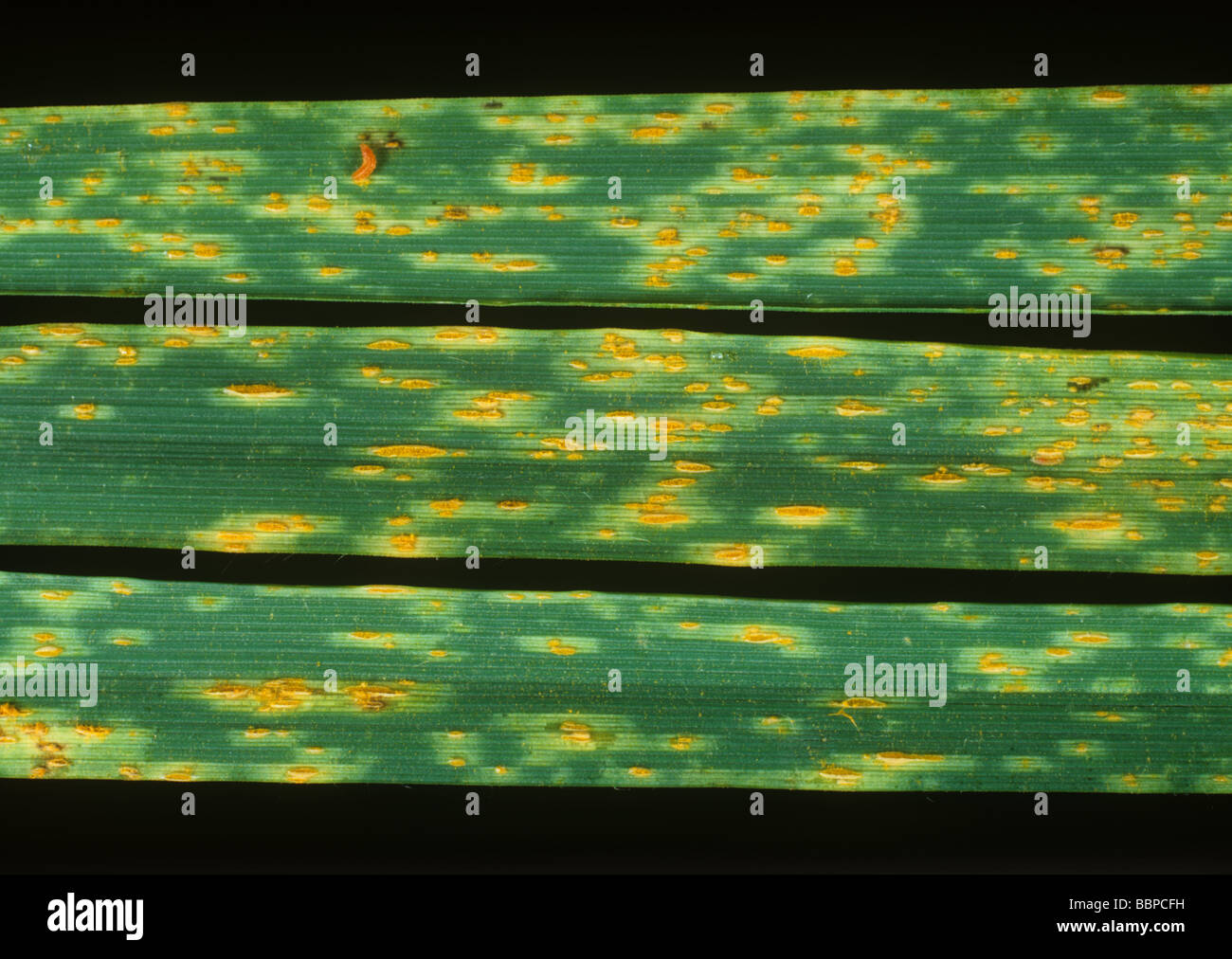 Gelb oder Streifen Rost Puccinia Striiformis Pusteln auf den Cocksfoot Blättern Stockfoto